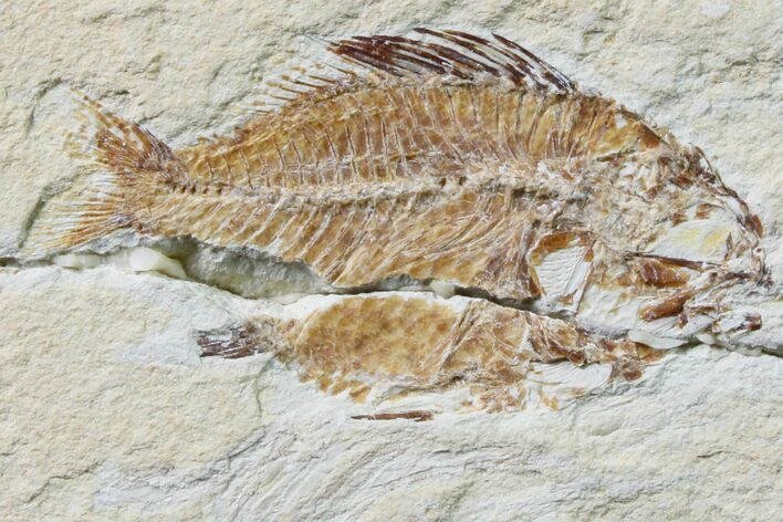 Cretaceous Fossil Fish (Stichocentrus) - Lebanon #162734